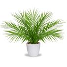 Palmeira artificial Briful 38 cm em vaso branco Real Touch