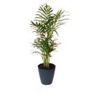 Palmeira Chamaedorea Elegans+Cachepot Acrílico Sofisticado