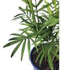Palmeira Chamaedorea Elegans Sorte P11 Planta Natural