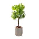 Palmeira Rafis Artificial Leque Grande + Vaso Polietileno