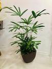 Palmeira Raphia com cachepô em fibra