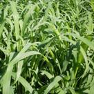 Panicum maximum cv aruana iz-5 (spv 80 - linha incrustar grafitada)