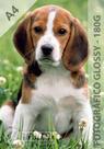 Papel Fotográfico A4 Glossy 180 gramas - 20 Folhas Papel Fotográfico A4 Glossy 180 gramas - 20 Folhas