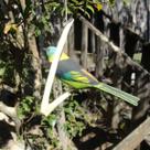 Pássaro de Madeira Saíra Sete Cores