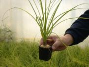 Pata de elefante Beaucarnea recurvata 2 plantas 40 centimetros
