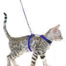 Peitoral Coleira Para Gatos Ajustável Adestramento Educativo