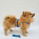 Peitoral Com Guia Cachorro Snob Dog Laranja Azul Macho
