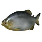 Peixe Grande Em Resina Decoraçao Parede Traíra ou Tucunaré ou Pacú