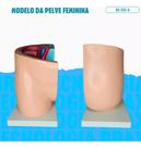 Pelve Feminina Em Uma Parte