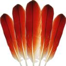 Pena de Passaro Ekodide Africano Para Ritual Candomble Espiritual 1un