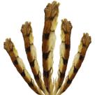 Pena de Passaro Owiwi Coruja Para Ritual Candomble Espiritual 1un