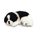 Perfect PETZZZ Filhote Cachorro Border Collie