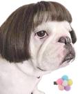 Peruca para cães Fishboy Funny para cães pequenos, médios e grandes com flor