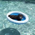 Pet Float Poolcandy inflável para cães pequenos e médios