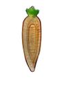 Petisqueira Decorativa Vidro Cenoura Laranja/Verde 26,5x6,5x4cm