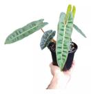Philodendron Billietiae - Pecíolo Laranja