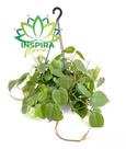 Philodendron Hederaceum Filodendro Verde Coração Trepadeira