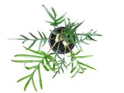 Philodendron Tortum