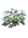 Philodendron Xanadú Gigante Adulta Com Vaso Ornamental