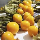 Physalis peruviana (Golden Berry) - Sementes Physalis peruviana (Golden Berry) - Sementes
