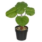 Pilea toque real permanente c/ pote x5 verde 24cm florarte