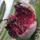 Pilosocereus ulei - Sementes