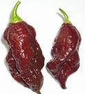 Pimenta Bhut Jolokia Chocolate - 400mg De Sementes