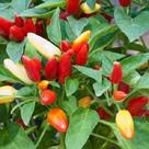 Pimenta Etna Ornamental - 300mg de Sementes