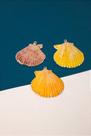 Pingente Concha Natural - 01 Und