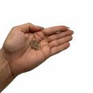 PINGENTE MINI MERKABÁ QUARTZO FUMÊ - (1 a 2)cm