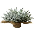 Pinheiro Nevado Decorativo 28cm Base Juta Natal Mesa Rústica Pequena Rasteiro