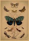 Pintura em cartaz, borboleta vintage, arte de parede retrô 30x42cm