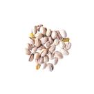 Pistache com Casca Torrado Salgado 500g Importado Premium