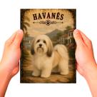 Placa Decorativa Havanês Cachorro Pet MDF