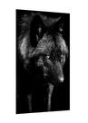 Placa decorativa - lobo preto selvagem animais