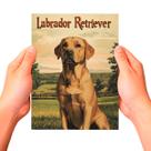 Placa Decorativa Raças Cachorro Vintage Labrador Cor: Sortido Placa Decorativa Raças Cachorro Vintage Labrador Cor: Sortido