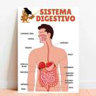 Placa Educacional Sistema Digestivo Placa Educacional Sistema Digestivo