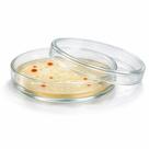 Placas de Petri de Vidro 90x18 mm com Tampa Reutilizável para Cultura Microbiológica