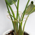 Plant Stem Support Goooxim Monstera Grapple Holder 5 unidades douradas