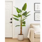 Planta Alocásia Odora Premium Arvore Premium 1.7m Grande Planta Alocásia Odora Premium Arvore Premium 1.7m Grande