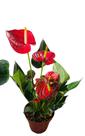 Planta Anturio Vermelho Verniz Adulto Pote 19 Natural