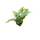 Planta Aquário Bolbitis Sp. Bahang Penang Chácara Takeyoshi