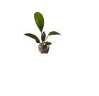 Planta Aquática Low Tech Para Aquário Anubia Lanceolata