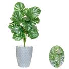 Planta Artifical Costela De Adão Com Vaso e Pedras Brancas