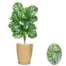 Planta Artifical Costela De Adão Com Vaso e Pedras Brancas
