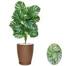 Planta Artifical Costela De Adão Com Vaso e Pedras Brancas