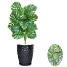 Planta Artifical Costela De Adão Com Vaso e Pedras Brancas