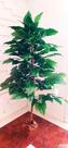 Planta Artificial Árvore ALOCASIA CLASSIC 1,80 metros de altura