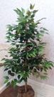 Planta Artificial Árvore FICUS CLASSIC 1,30metros de Altura