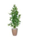 Planta Artificial Bambu 1,2 m Kit + Vaso E. Bege 32cm